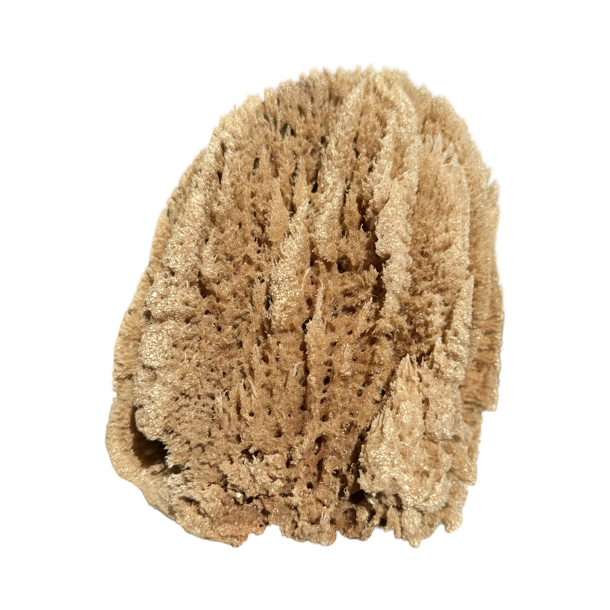 Natural Sea Sponge