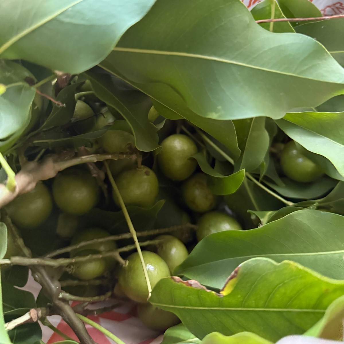 Spanish Limes in the Florida Keys: The Tropical Treat Everyone Waits For