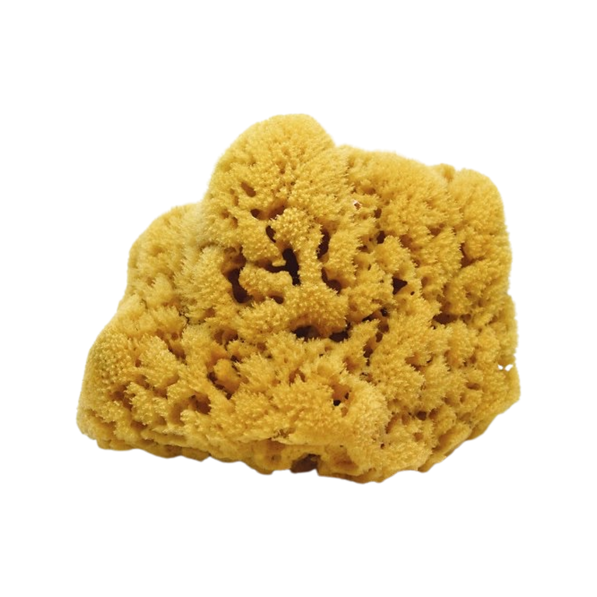 Key West Natural Sea Sponge