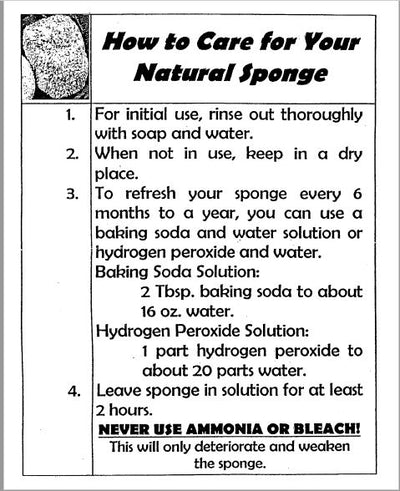 Natural Sea Sponge